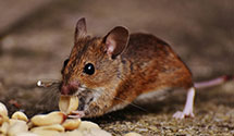 24 Hour & Emergency Exterminators in Castle Hayne, NC